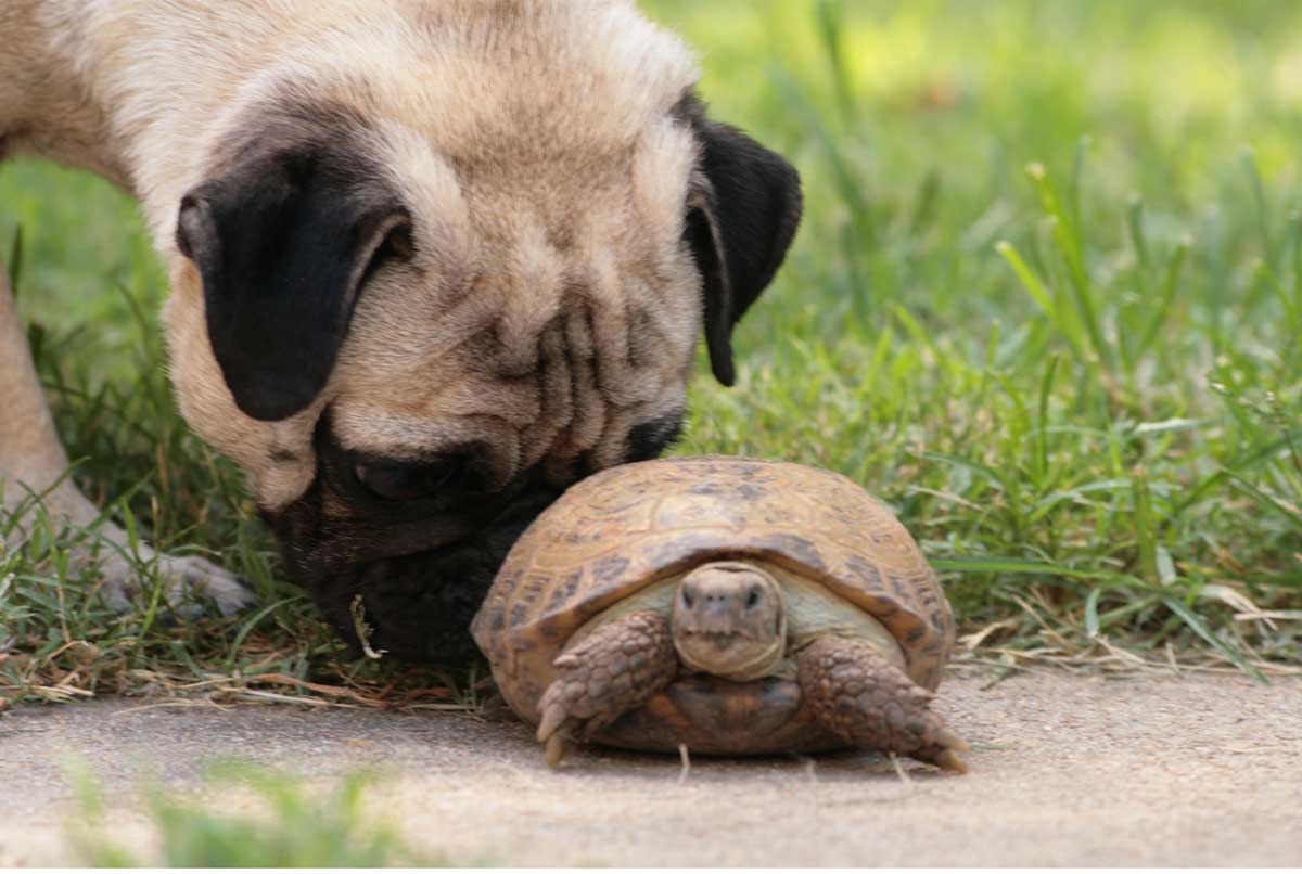 photo dog with turtle