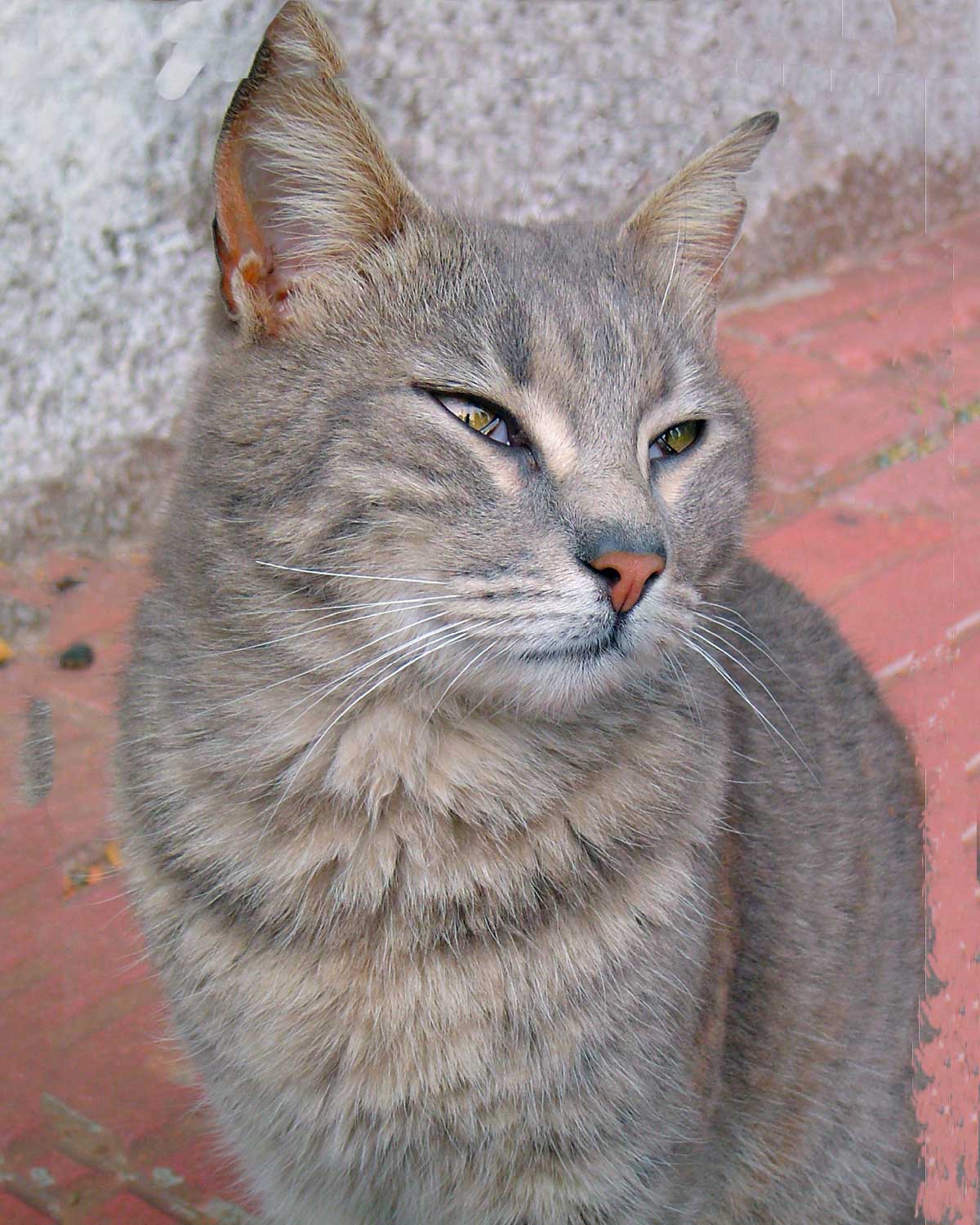 grey cat photo